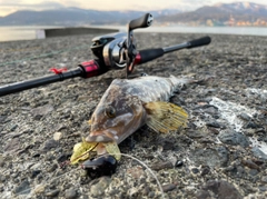 アブラコの釣果