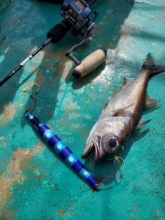 クロムツの釣果