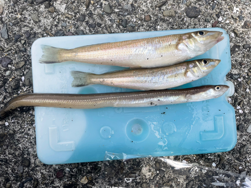 アナゴの釣果