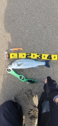 フッコ（マルスズキ）の釣果