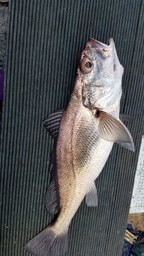 ニベの釣果