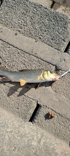 ニゴイの釣果