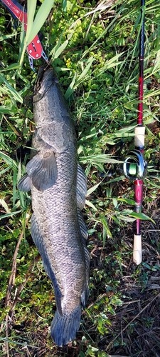 ライギョの釣果