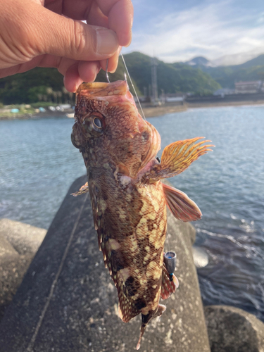 イソカサゴの釣果