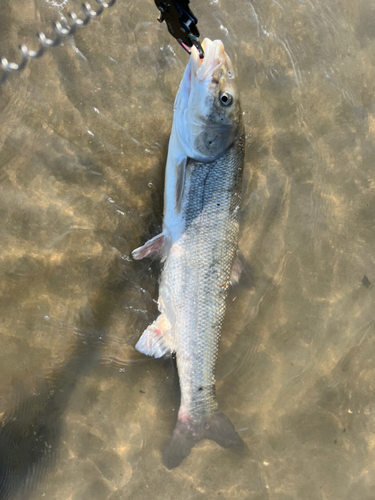 ウグイの釣果