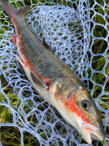 ウグイの釣果