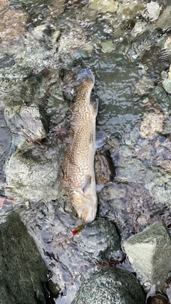 タイガートラウトの釣果