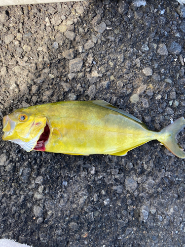 ショゴの釣果