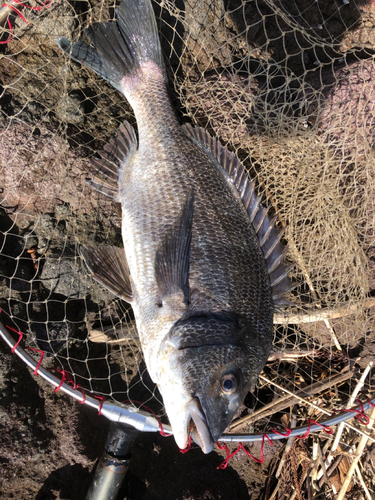 チヌの釣果