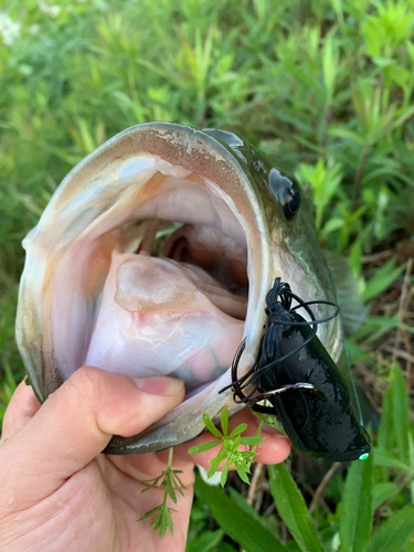 ブラックバスの釣果