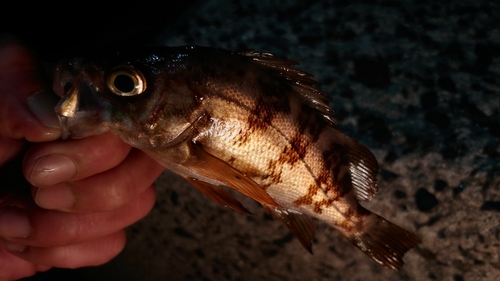 メバルの釣果