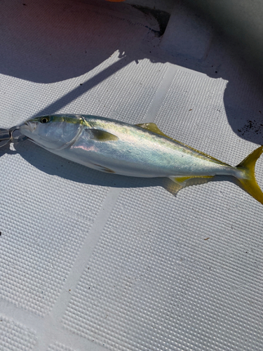 ハマチの釣果