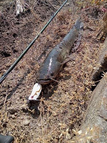 ナマズの釣果