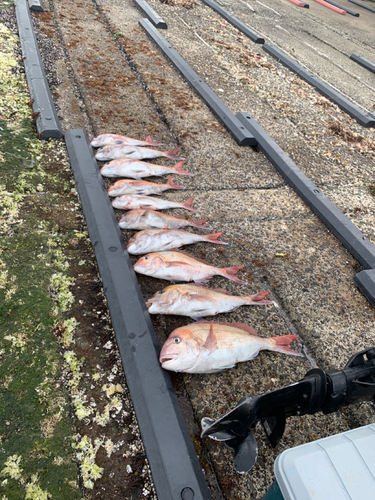 タイの釣果