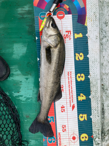 シーバスの釣果