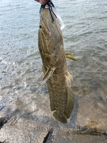 ライギョの釣果