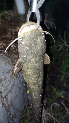 ナマズの釣果