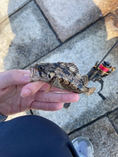 クロソイの釣果