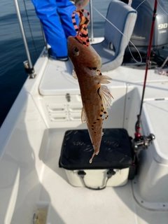 ホシノエソの釣果