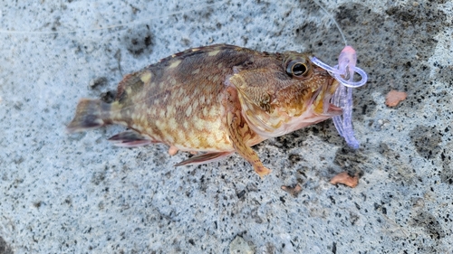 カサゴの釣果