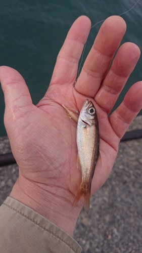 クロムツの釣果