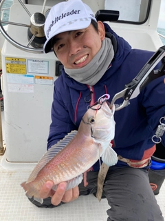 シロアマダイの釣果