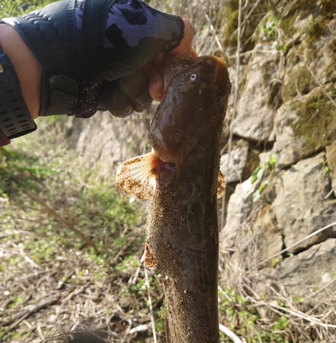 ナマズの釣果