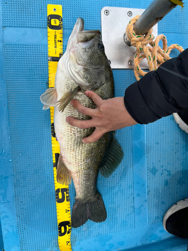 ブラックバスの釣果