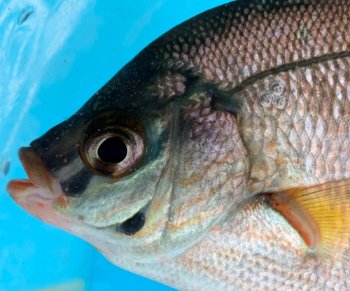 マタナゴの釣果