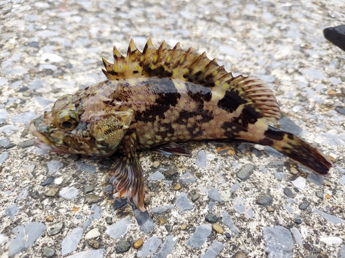 カサゴの釣果