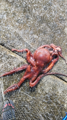 タコの釣果