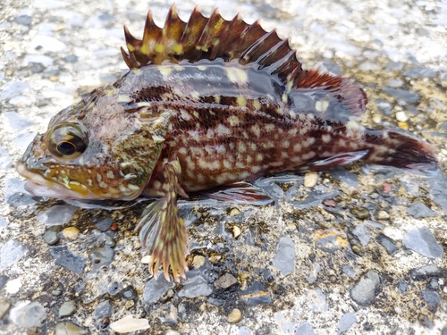 カサゴの釣果