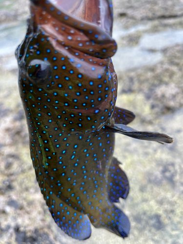 エソの釣果