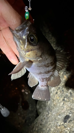 メバルの釣果