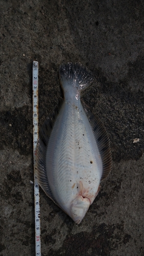 カレイの釣果