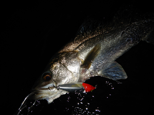 スズキの釣果