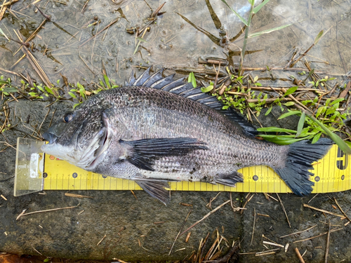 チヌの釣果