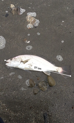 シログチの釣果