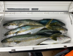 ヒラマサの釣果