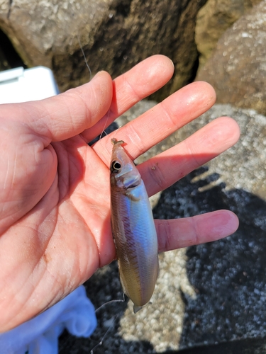 シロギスの釣果