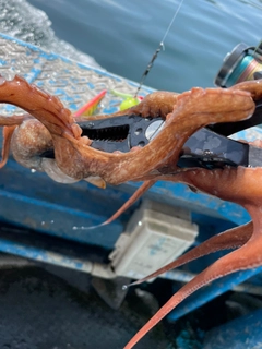 タコの釣果