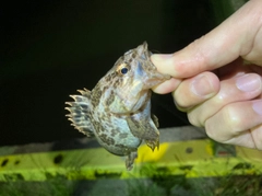 タケノコメバルの釣果