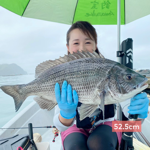 チヌの釣果