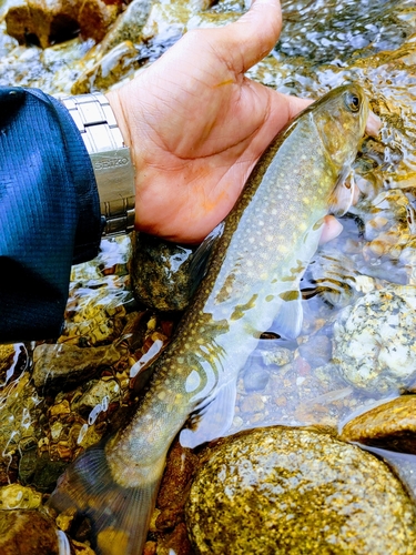 イワナの釣果