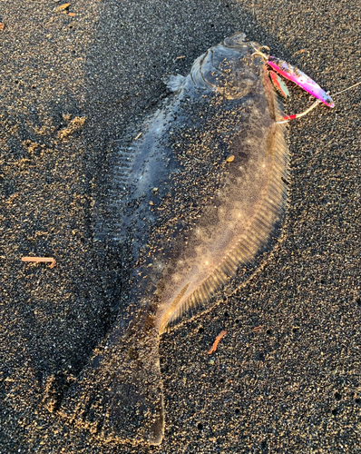 ヒラメの釣果