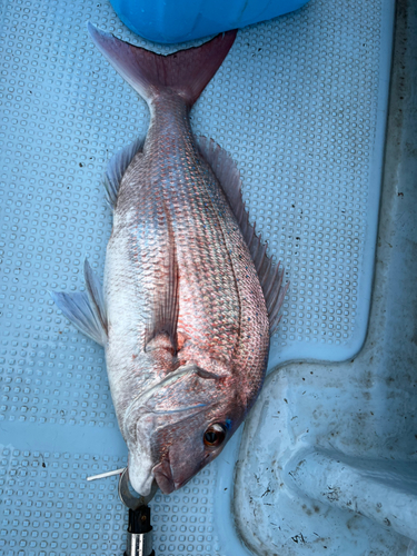 マダイの釣果