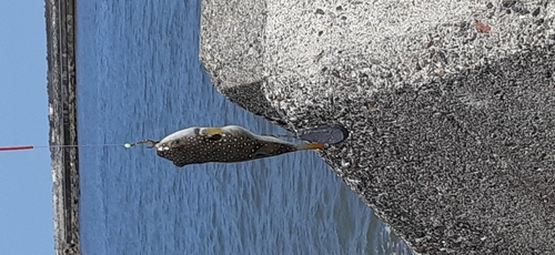 クサフグの釣果