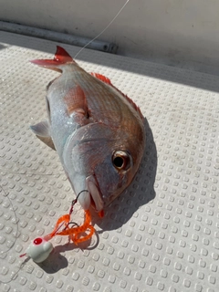 タイの釣果