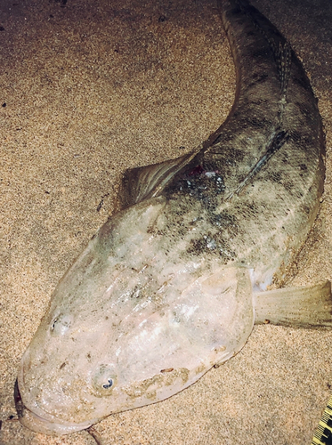 マゴチの釣果