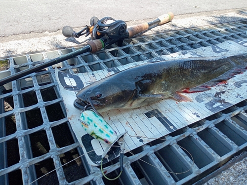 ナマズの釣果